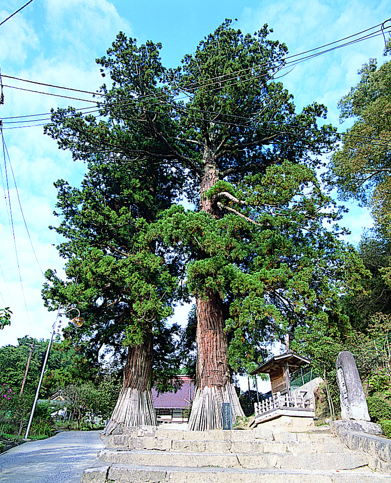 東禅寺の夫婦杉 | 岩代観光協会